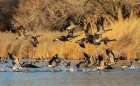 Canada geese taking flight from a wetland refuge in southern Idaho during migration Art Print